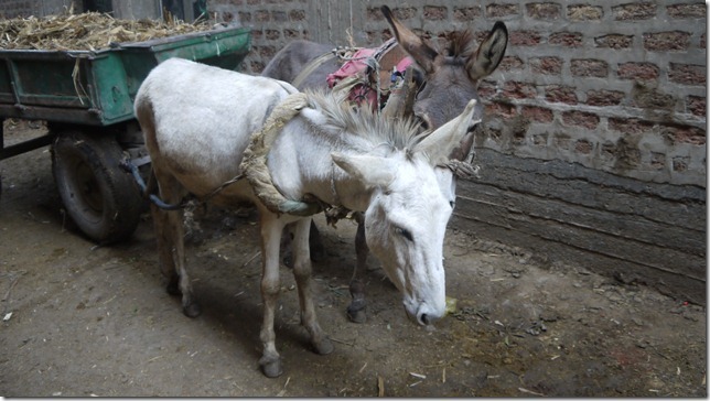 P1050491_thumb1_thumb