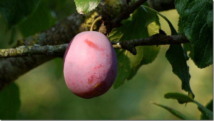 P1520658 Pruim Plum (c) willemjdewit