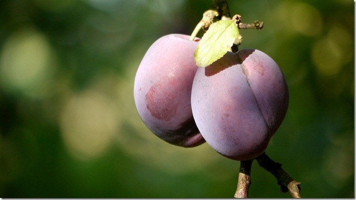 P1520674 pruimen plums (c) willemjdewit
