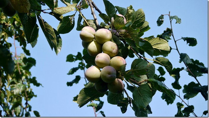 P1520685 pruimen plums (c) willemjdewit