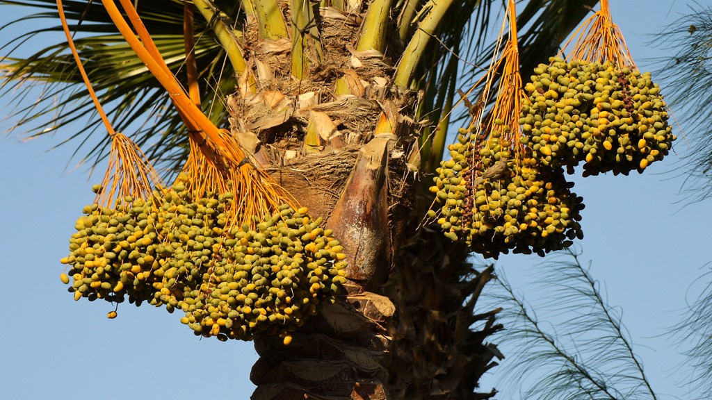 Wees als een&nbsp;palmboom